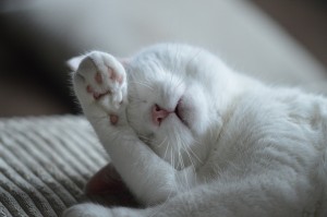 cat-800760_1280