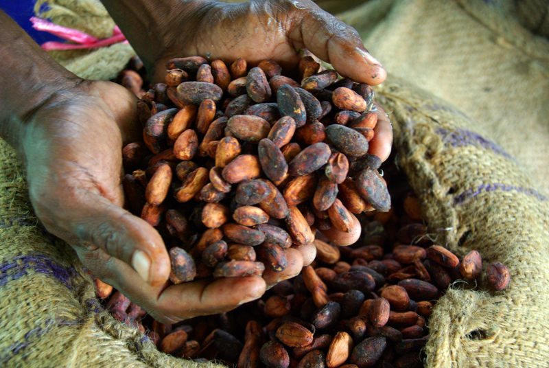 Cocoa farmer David Kebu Jnr holding the finished product, dried cocoa beans ready for export.