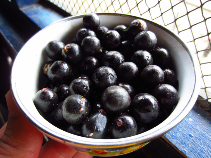 acai-berry