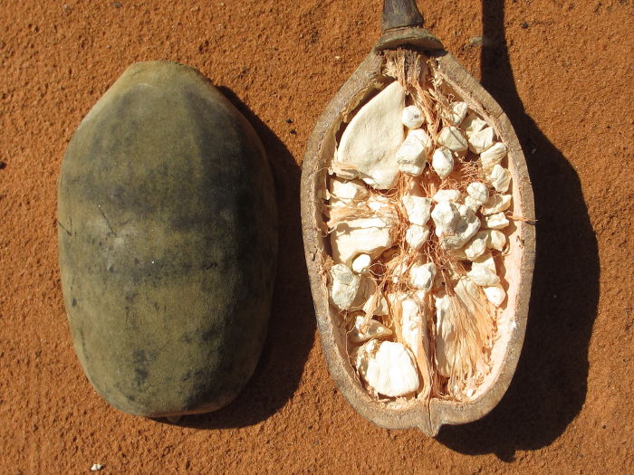 baobab