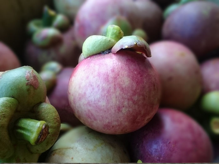 mangostan