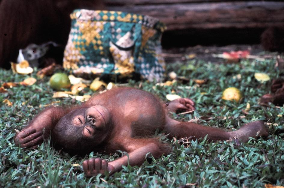 orangutan