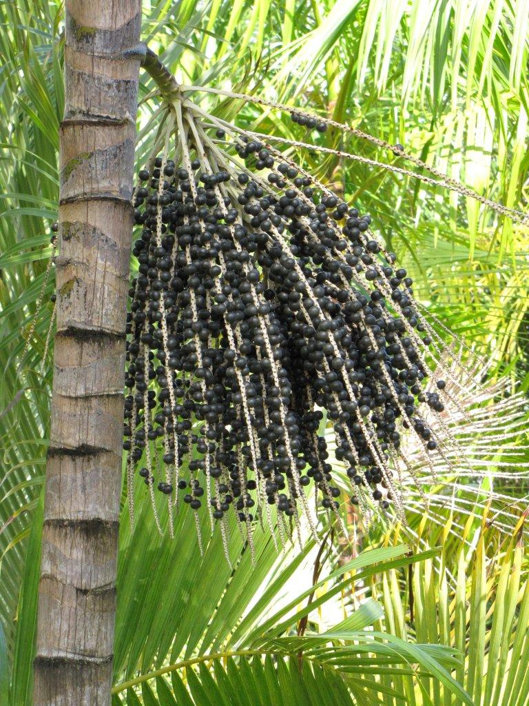 acai berry