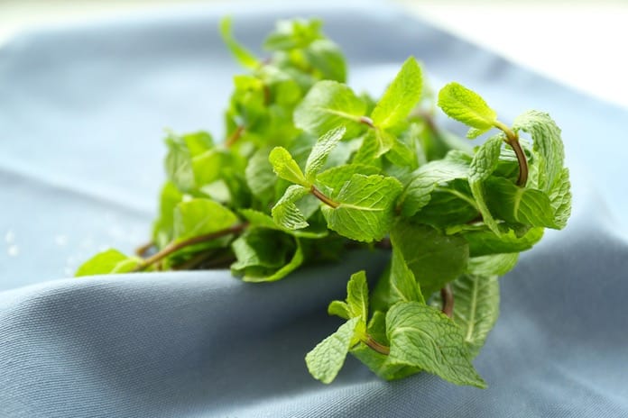 Lemon balm tea