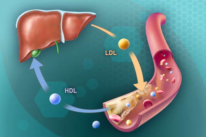 LDL a HDL cholesterol